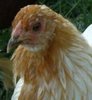 Americana Started Pullet