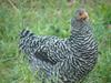 Barred Rock Started Pullets are grass raised.