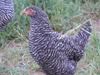 Barred Rok Started Pullets are raised on grass