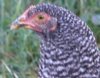 Barred Rock Started Pullets are grass fed