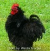 Black Frizzle Cochin