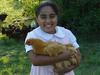 Buff Orpington Started Pullets
