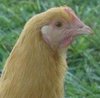 Buff Orpington Started Pullets