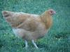 Buff Orpington Started Pullets