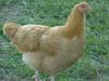 Buff Orpington Started Pullets