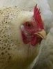 Delaware Started Pullets