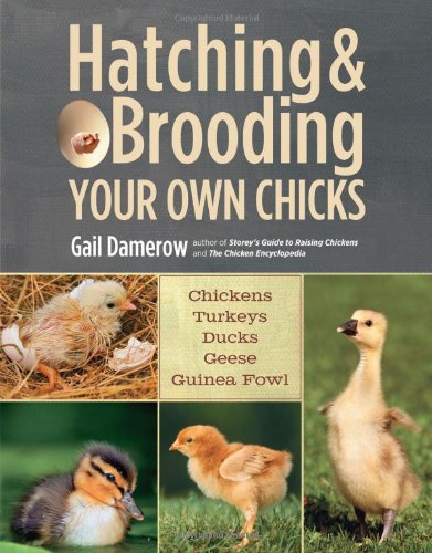 Hatching and Brooding Your Own Chickens