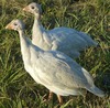 Juvenile Lavendar Guinea