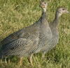Juvenile Perl Guinea