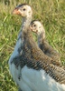 Juvenile Pied Guinea