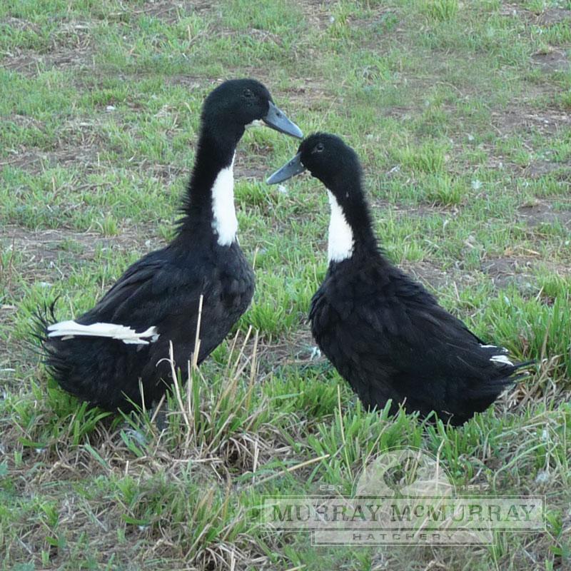 McMurray Hatchery Black Swedish Ducks