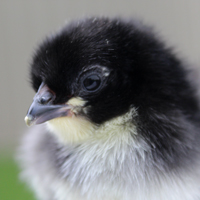 McMurray Hatchery Black Giant Baby Chick