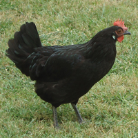 McMurray Hatchery Black Minorca Hen