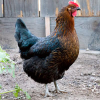 McMurray Hatchery Black Star Young Hen or Pullet