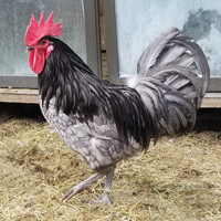 McMurray Hatchery Blue Andalusian Cockerel