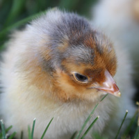 McMurray Hatchery Blue Laced Red Wyandotte Day-Old Baby Chick