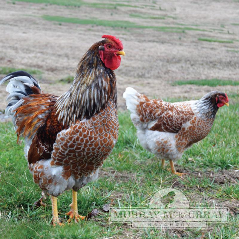 McMurray Hatchery Blue Laced Red Wyandottes