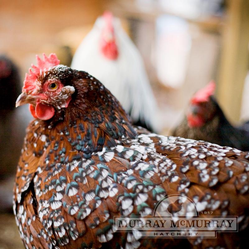 McMurray Hatchery Speckled Sussex Hen