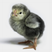 McMurray Hatchery Columbian Wyandotte Baby Chick