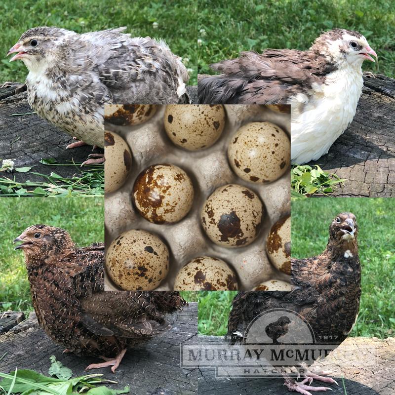 McMurray Hatchery Coturnix Quail Hatching Eggs - Mixed Colorations