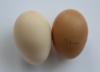 McMurray Hatchery Delaware Chicken Egg