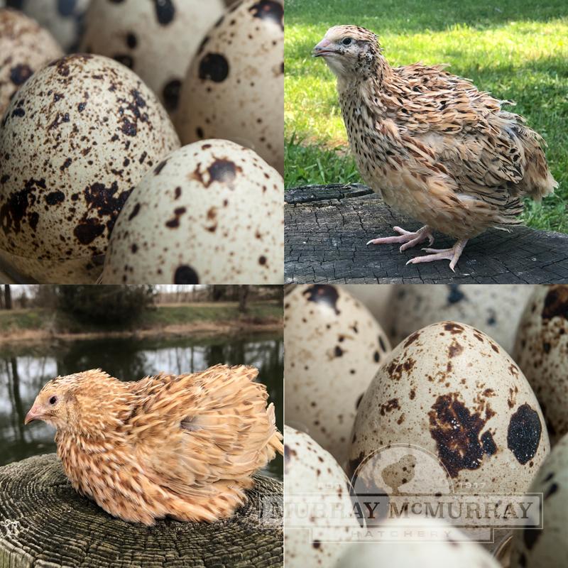 Coturnix Quail Hatching Eggs - Feather-Sexable Mix