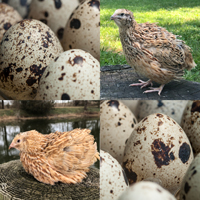 McMurray Hatchery Coturnix Quail Hatching Eggs - Feather-Sexable Mix
