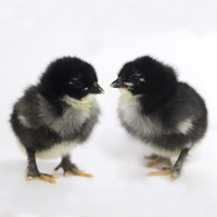 McMurray Hatchery French Black Copper Marans Baby Chicks