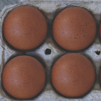 McMurray Hatchery French Black Copper Marans Eggs