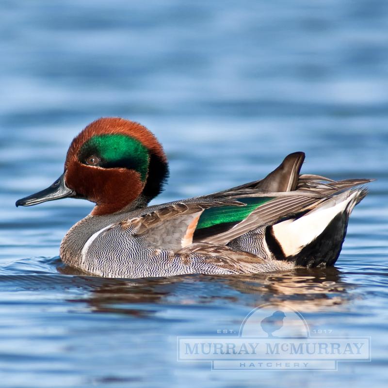 McMurray Hatchery Green Winged Teal Duck