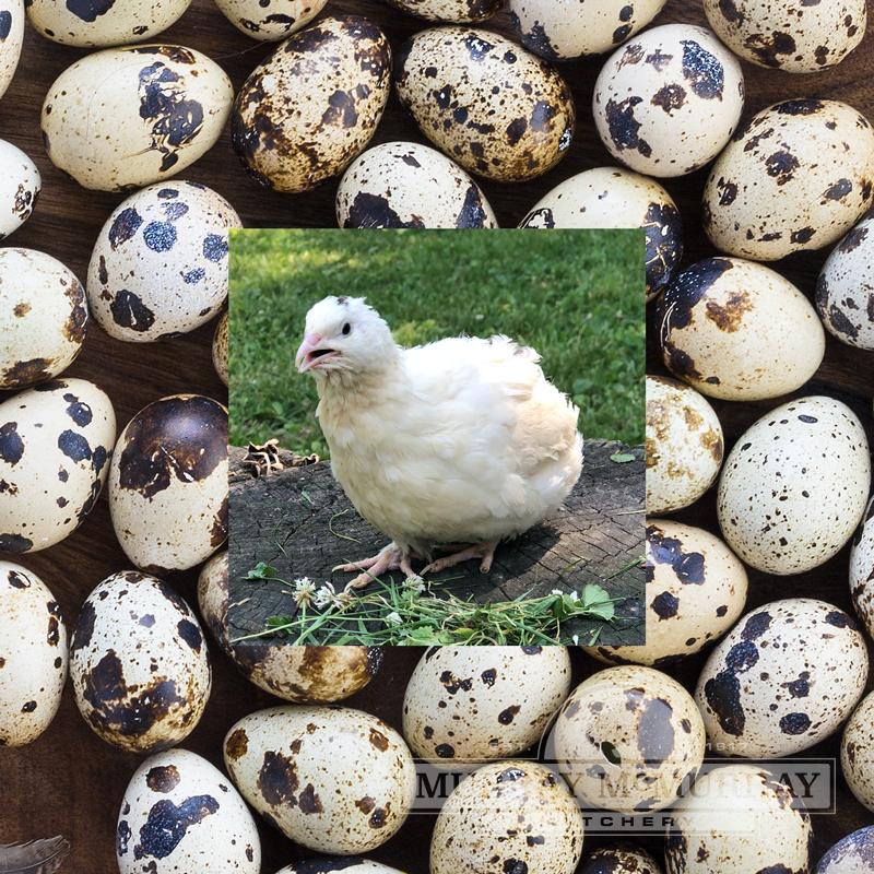 Coturnix Quail Hatching Eggs - Jumbo Egyptian