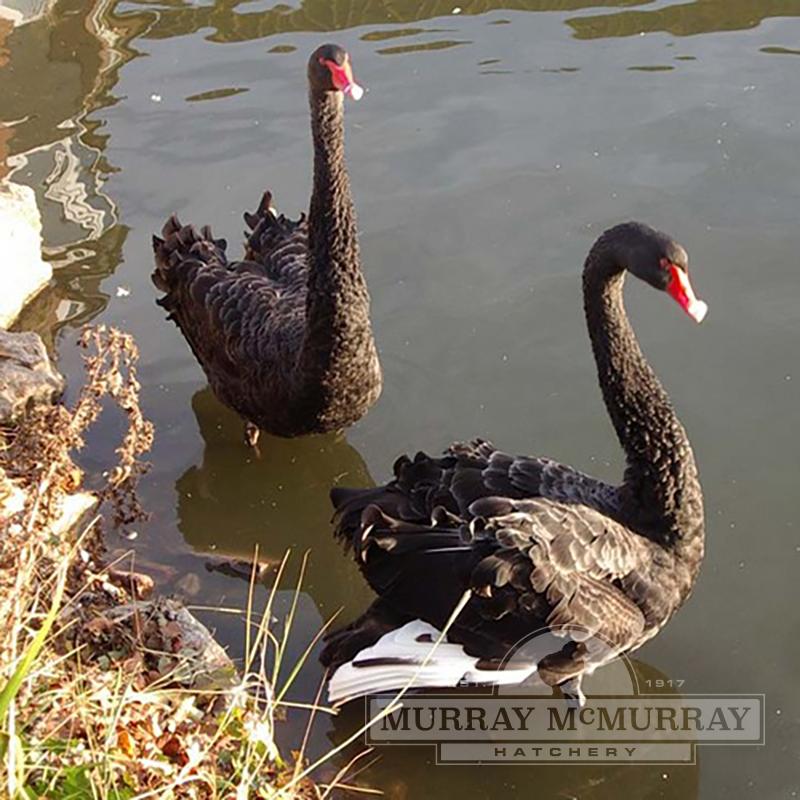 McMurray Hatchery Australian Black Swans