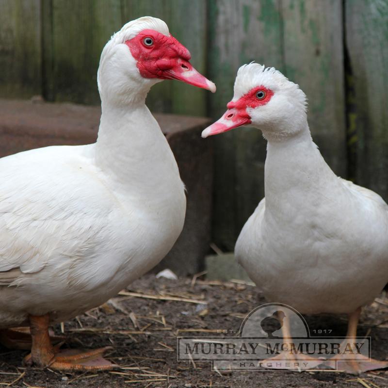 White Muscovy Duck