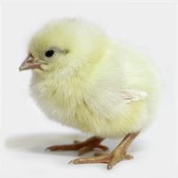 McMurray Hatchery Pearl White Leghorn Baby Chick