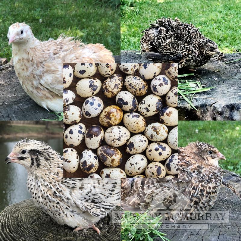 McMurray Hatchery Coturnix Quail Hatching Eggs - Rare Assorted