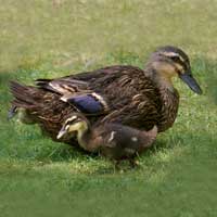 McMurray Hatchery Female Rouen Duck and Duckling
