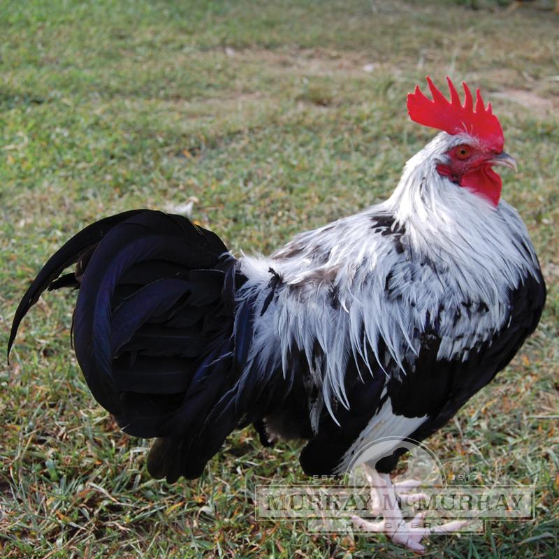 McMurray Hatchery Silver Gray Dorking Rooster
