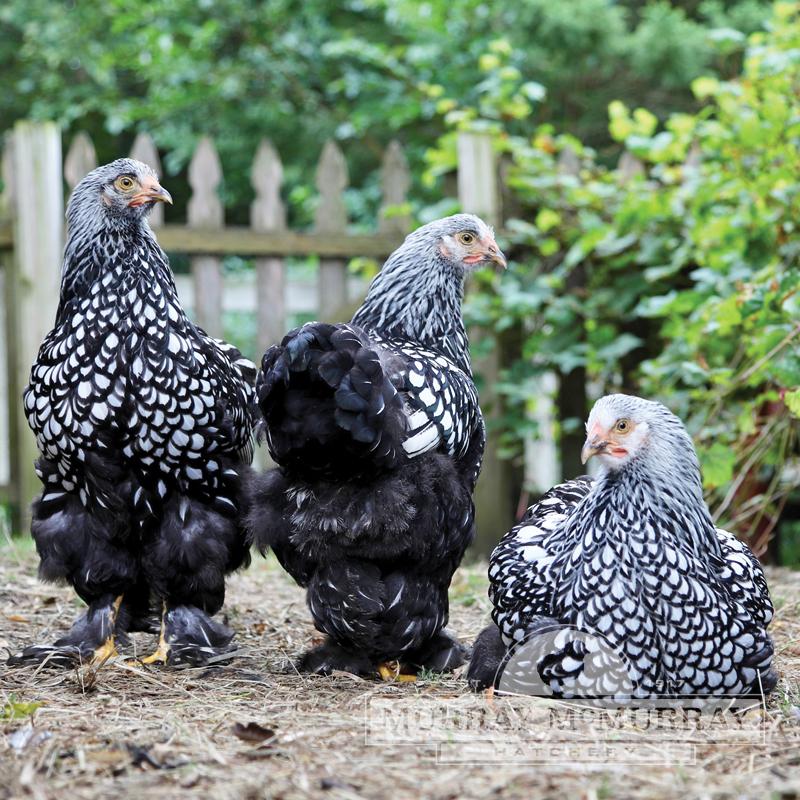 Silver Laced Cochins