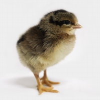 McMurray Hatchery Single Comb Brown Leghorn Baby Chick