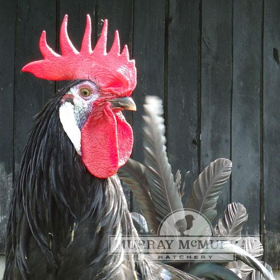 McMurray Hatchery White Faced Black Spanish Rooster