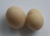 McMurray Hatchery Barred Rock Eggs