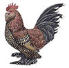 Murray McMurray Adult MIlle Fleur colored pencil drawing rooster