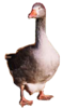 Pilgrim Goose