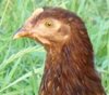 Rhode Island Red Started Pullets