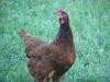 Rhode Island Red Started Pullets