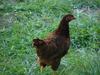 Rhode Island Red Started Pullets