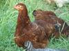 Rhode Island Red Started Pullets