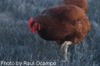 McMurray Hatchery Rhode Island Red Paul Ocampo picture
