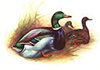 McMurray Hatchery Rouen Duck