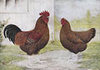 McMurray Hatchery Speckled Sussex chickens jacky art drawing